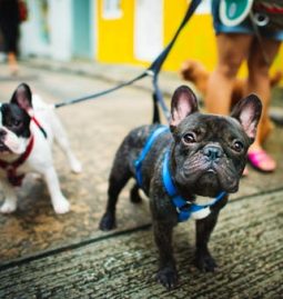 A Pet Owner’s Guide: Lyme Disease in Dogs
