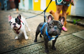 A Pet Owner’s Guide: Lyme Disease in Dogs