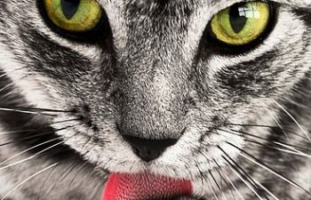 Protect Your Pets: How to Detect Symptoms of Cat-Eye Problems