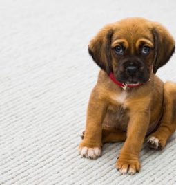 Pet Ownership: How to Prevent Oral Issues in Dogs