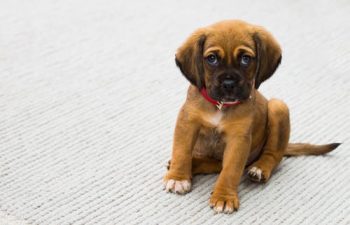 Pet Ownership: How to Prevent Oral Issues in Dogs