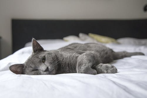 Pet Ownership: Why Should You Groom Your Cat Regularly?