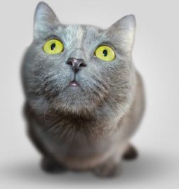 Pet Boarding Checklist: Things You Should Do Before Boarding Your Pet