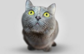 Pet Boarding Checklist: Things You Should Do Before Boarding Your Pet