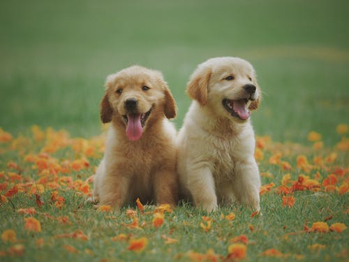 5 Simple Steps in Potty Training a Puppy