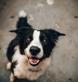 Myths Exposed: Debunking Four Pet Dental Health Misconceptions