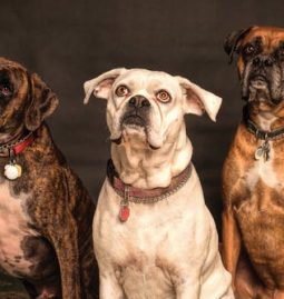 Top 4 Steps to Take After Knowing Your Dog Has Cancer