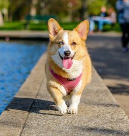 Top Outdoor Activities Your Senior Pets Will Love