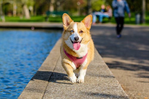 Top Outdoor Activities Your Senior Pets Will Love