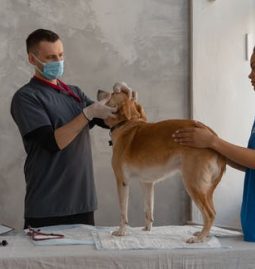 Details That You Must Know Before Your Pet Surgery