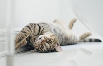 Common Pet Health Issues Every Owners Should Watch Out For