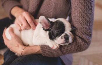 Pet Dental Care: How To Find The Right Pet Dentist