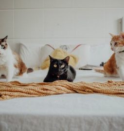 Everything You Need to Know About Veterinary Services