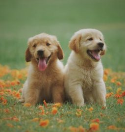 Want to Improve Your Senior Dog’s Quality of Life? Check Out This Guide