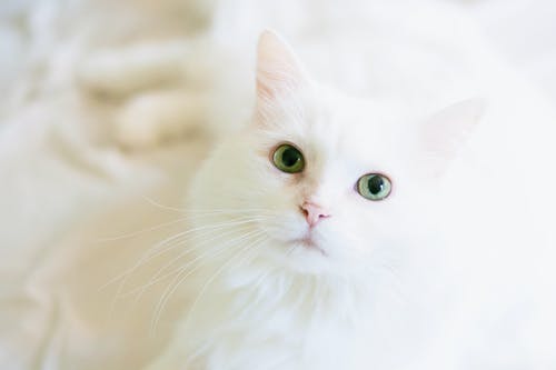 Pet Care Guidelines: Preparation Routine for a Dental Surgery