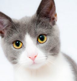 Pet Care Tips: How to Keep Your Pet Healthy in 6 Steps