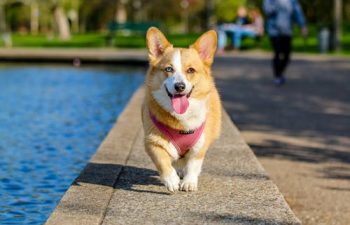 Pet Care Basics: How to Keep Them Safe While You’re Away
