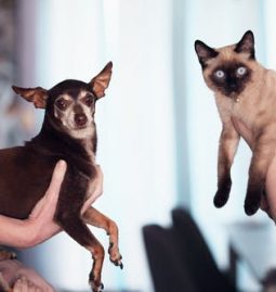 The Risks of Poor Dental Hygiene in Your Pets