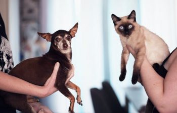 The Risks of Poor Dental Hygiene in Your Pets