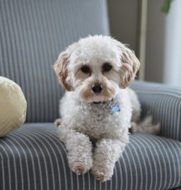 The Six Preventative Care That Your Pet Needs