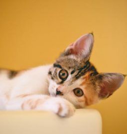 What Are the Common Digestive Issues in Dogs?