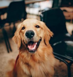 Positive Aspects Of Boarding Your Pet At A Boarding Facility