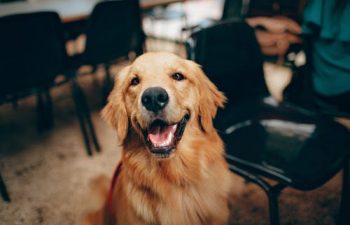 Positive Aspects Of Boarding Your Pet At A Boarding Facility
