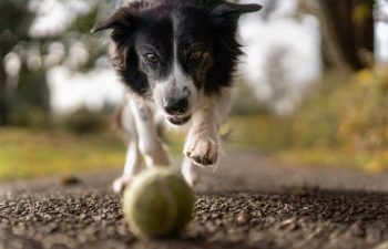Basic Healthcare Tips for New Pet Owners