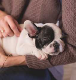 5 Most Common Illnesses to Watch for in Puppies