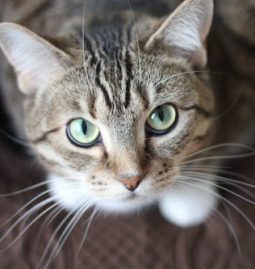 Four Treatment Alternatives for Pets With Cancer