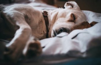 Adopting a Healthy Diet for Your Pet If They Are Overweight