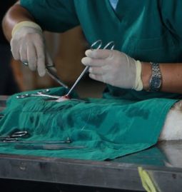Pet Ownership: Signs Your Dog Has a Urinary Tract Infection (UTI)