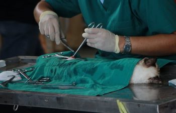 Pet Ownership: Signs Your Dog Has a Urinary Tract Infection (UTI)