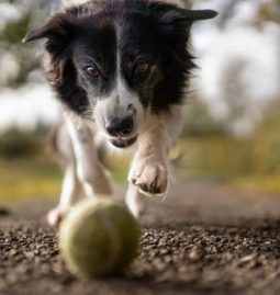 Five Common Lumps in Pets That You Need to Know
