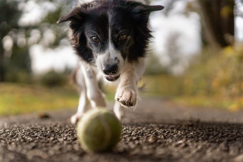 Five Common Lumps in Pets That You Need to Know