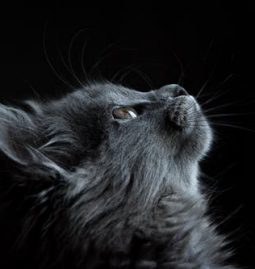 Comprehensive Veterinary Medical Care for Animals