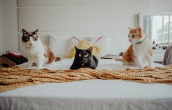 Three Excellent Contributions of Skilled Veterinarians