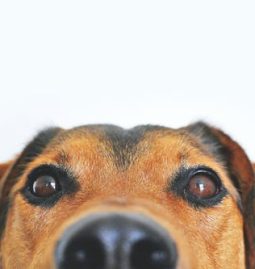 Top 3 Benefits of Routine Checkups for Pets