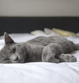 Most Common Services Covered by a Pet Wellness Plan