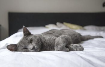 Most Common Services Covered by a Pet Wellness Plan