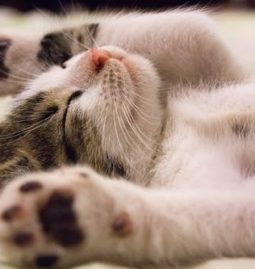 Pet Health Care: Common Medical Conditions and Treatments