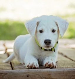Protect Your Pet by Knowing These Vet Professions