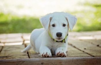 Protect Your Pet by Knowing These Vet Professions