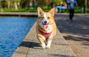 Why You Should Take Your Pet to a Boarding Facility