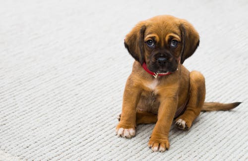 Speed Up Your Injured Pet’s Recovery With These Simple Tips