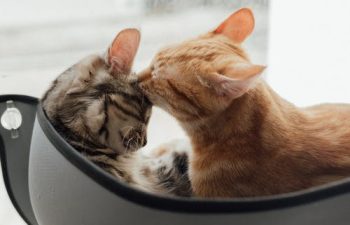 Relevant Facts About Mouth Cancer in Dogs