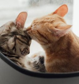 3 Methods to Improve Veterinary Care
