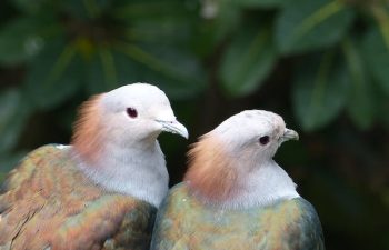 A Manual for Small Pets and Wild Birds Feeding