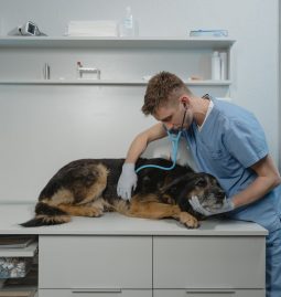Do Pets Feel Safe at a Boarding Facility?
