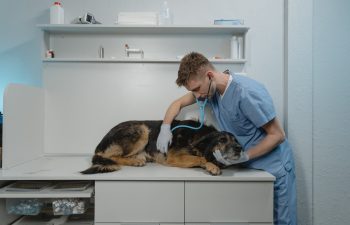 Do Pets Feel Safe at a Boarding Facility?